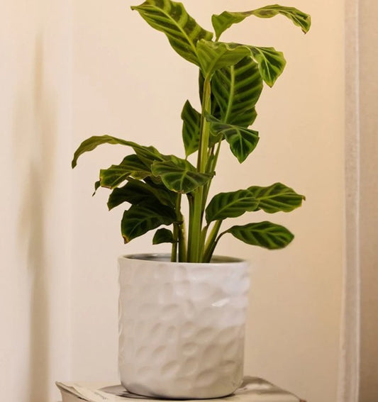 Hazel Cylinder Pot - White- 2 designs