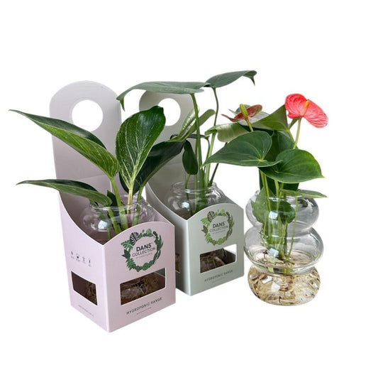 Hydroponic Lisbon with Box