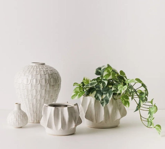 Pot Willow - White