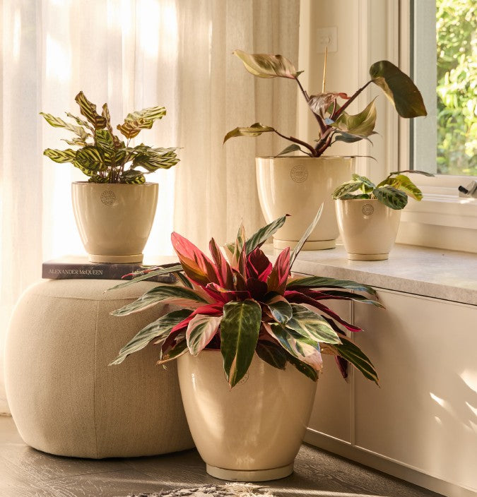 Stipple Egg S/4 - 3 colours