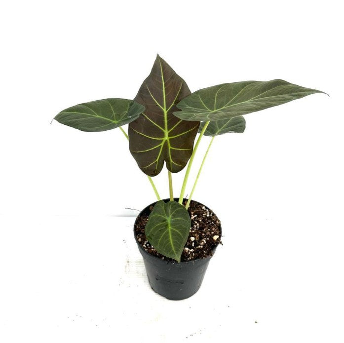 Alocasia Regal Shields 120mm