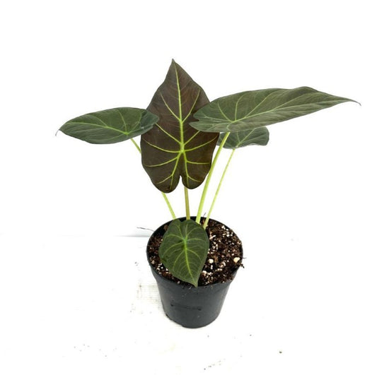 Alocasia Regal Shields 120mm