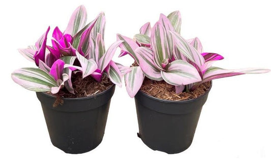 Tradescantia Nanouk PBR 120mm