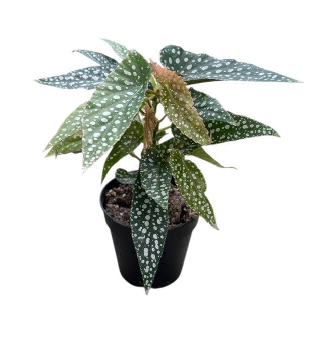 Begonia Hotspot 120mm