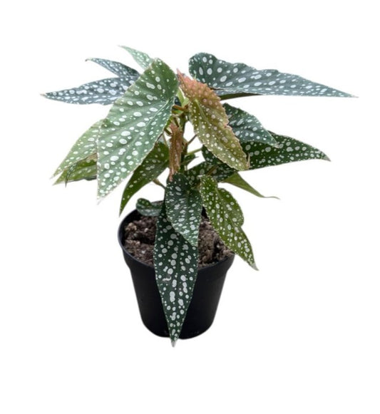 Begonia Hotspot 120mm