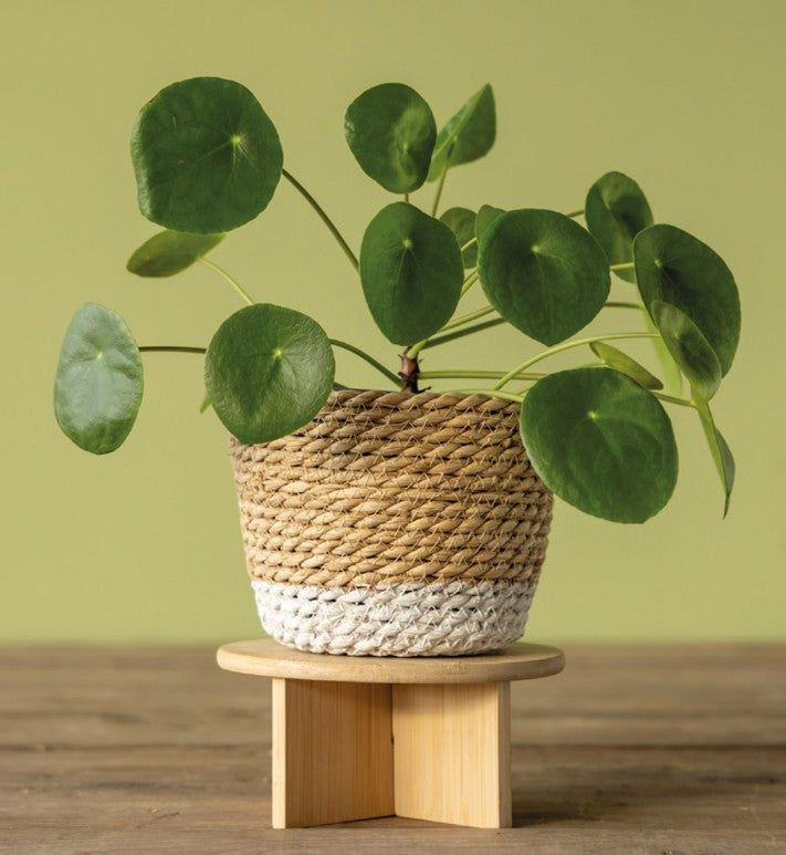 Plant Stand - Bamboo - 3 sizes
