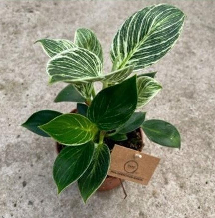 Philodendron Birkin 120mm