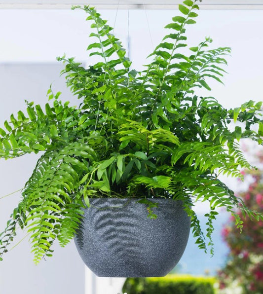 Alder Lightweight Hanging Pots
