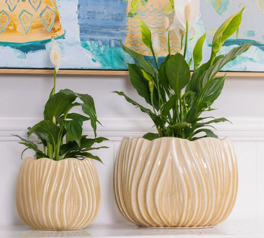 Tulip Pot S/2 Sand