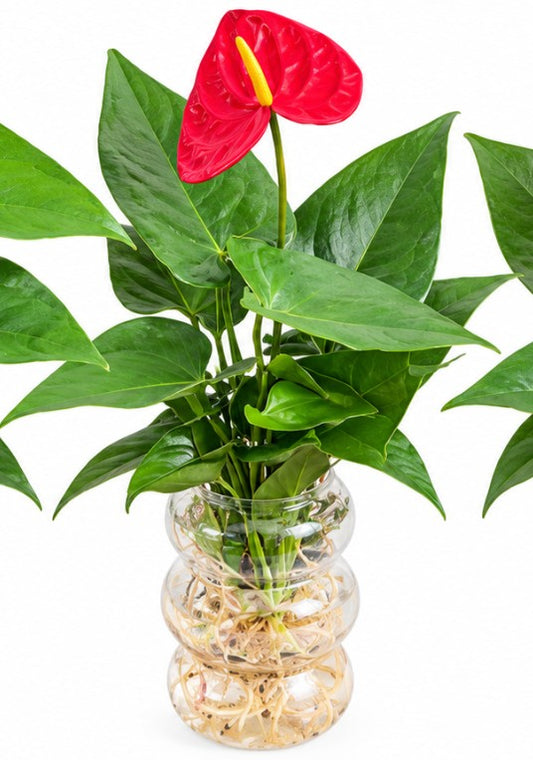 Hydroponics Anthurium designer glass with Gift Box