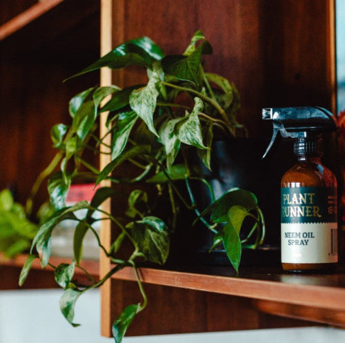 NEEM OIL LEAF SHINE 245ml - The Plant Runner