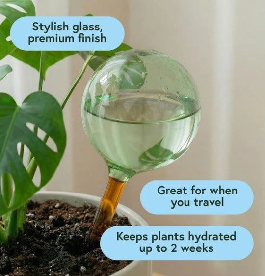 Self Watering Plant Globe