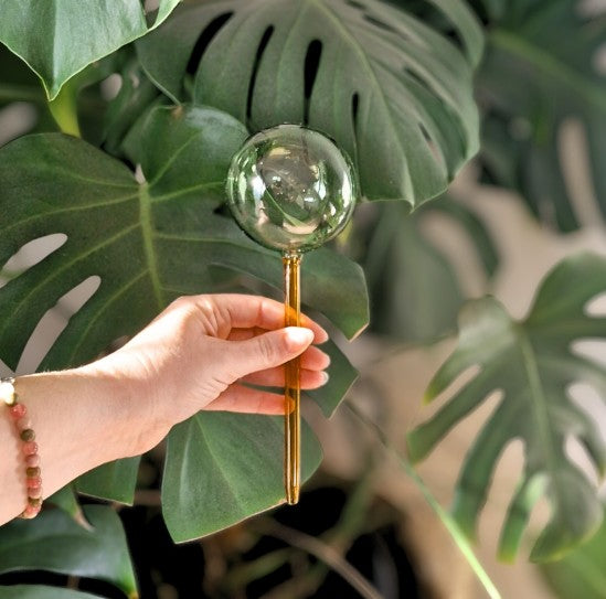 Self Watering Plant Globe