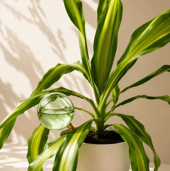Self Watering Plant Globe