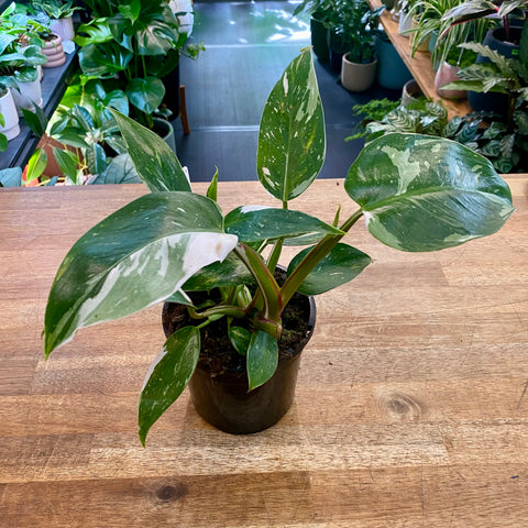 Philodendron White Princess 130mm