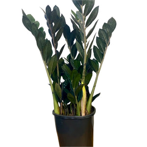 Zamioculcas Jungle Warrior 170mm