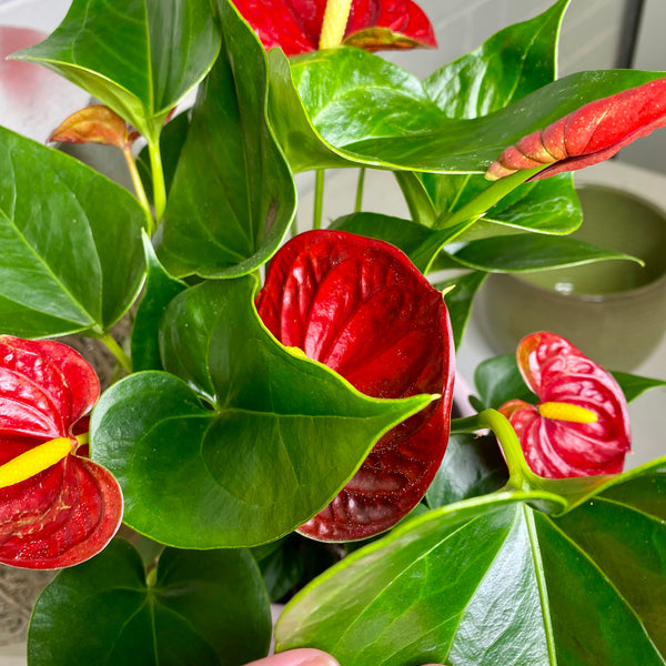 Anthurium in Pink Pot with Saucer