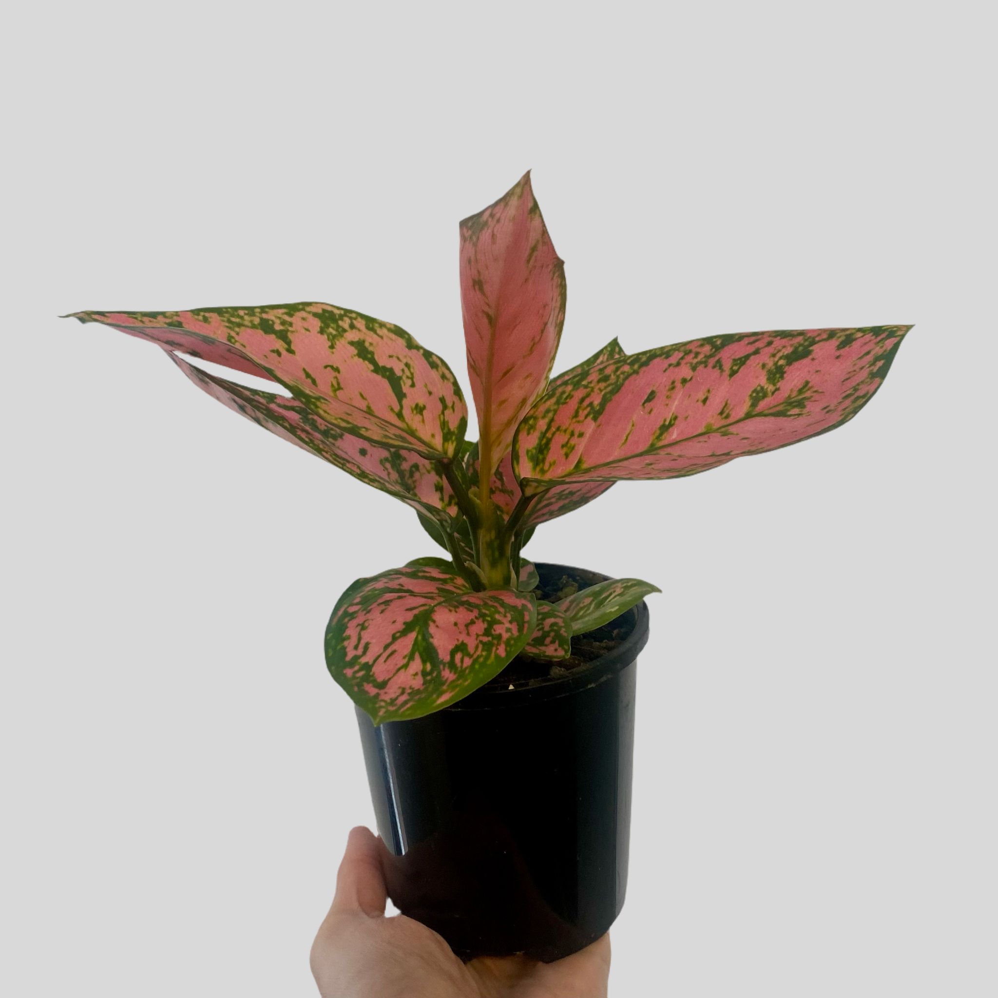 Aglaonema 'Lady Valentine' 100mm