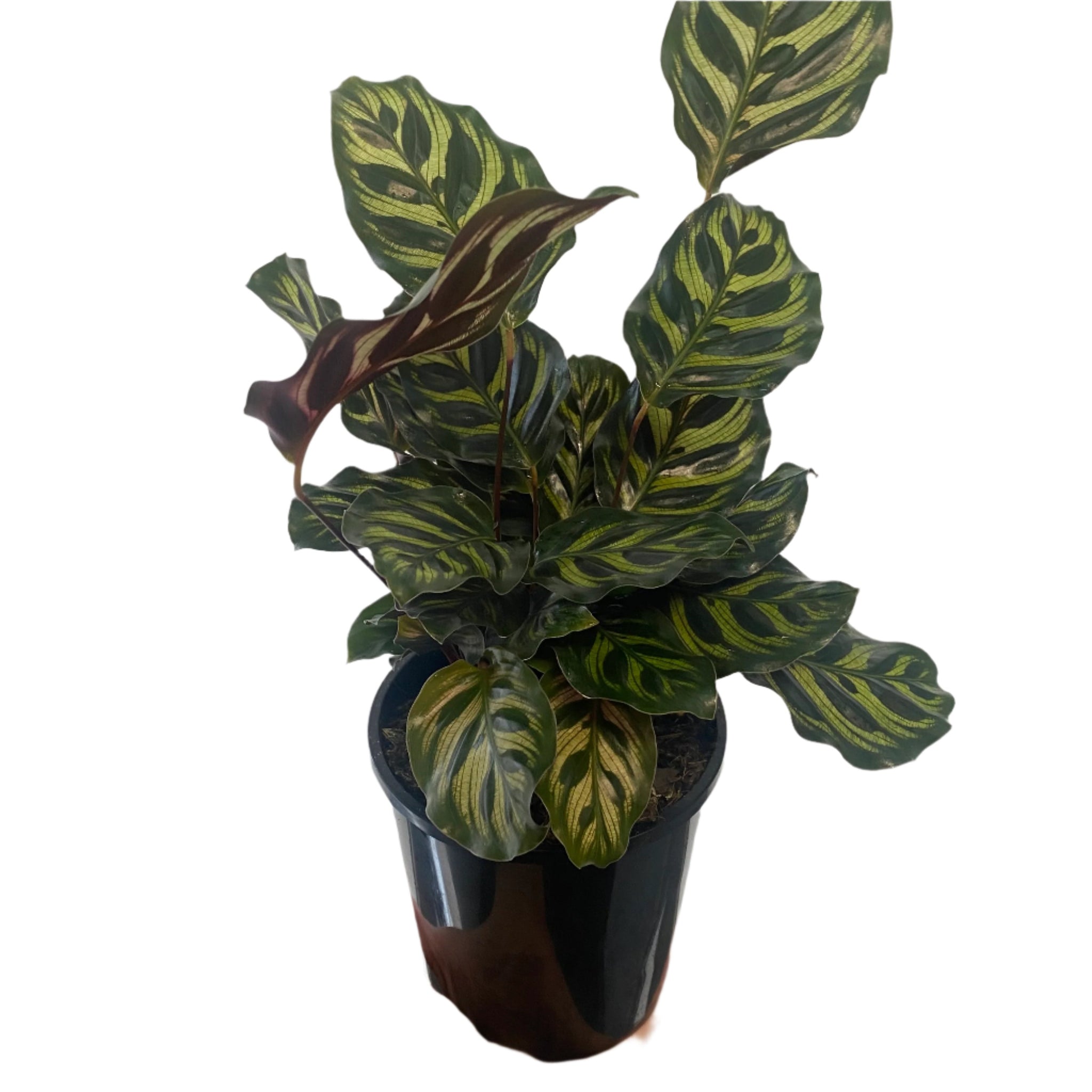 Calathea Makoyana / Peacock 140mm