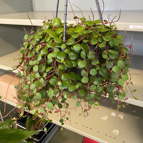 Peperomia Pepperspot 155mm hanging basket