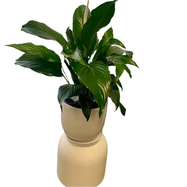 Peace Lily / Spathiphyllum 200mm