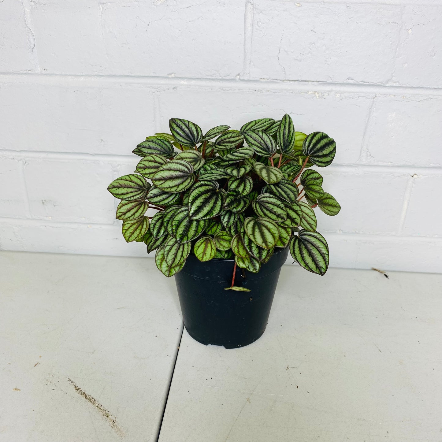 Peperomia piccolo Bando PBR 120mm