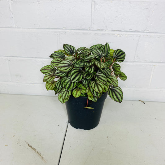 Peperomia piccolo Bando PBR 120mm