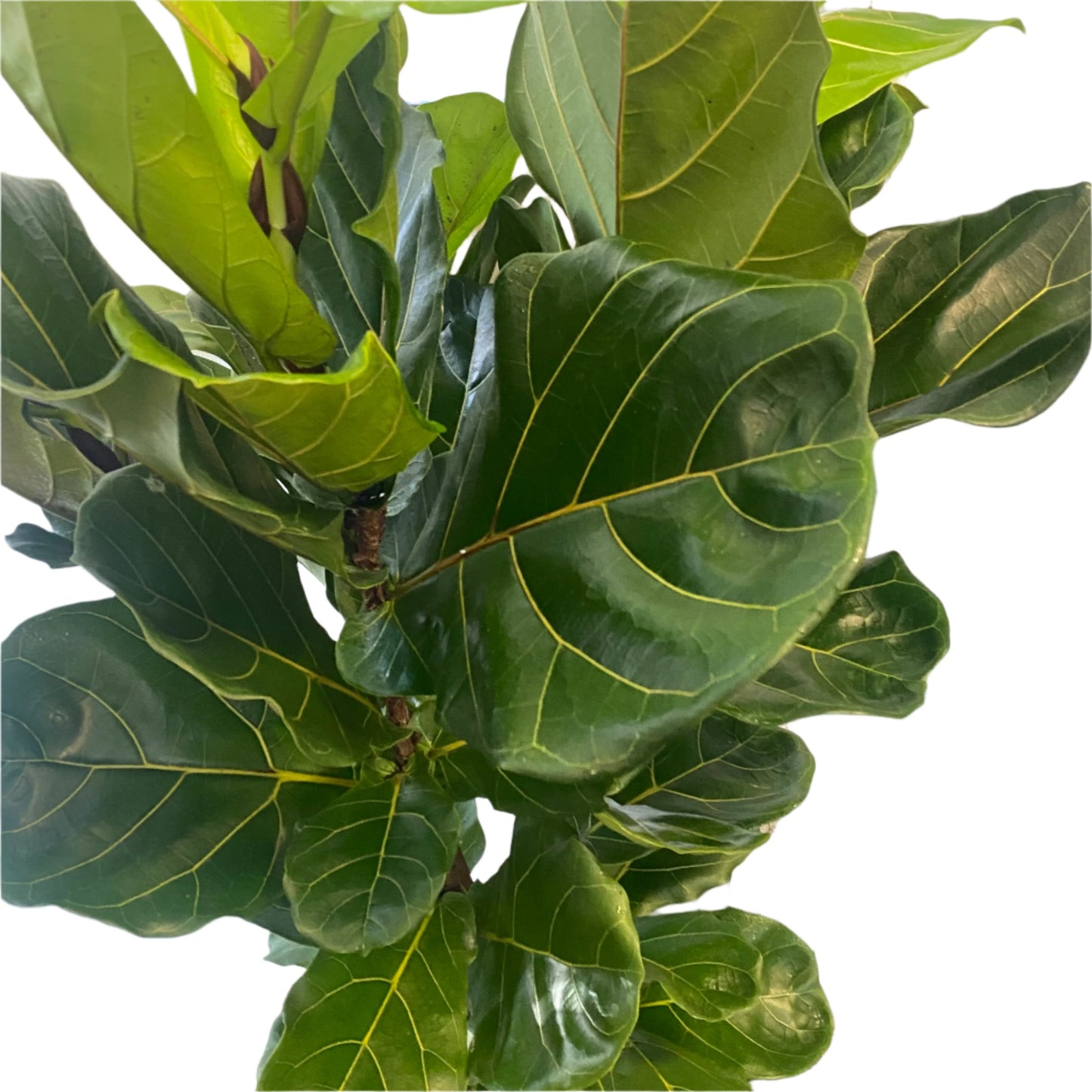 Fiddle Leaf Fig Tall 30cm