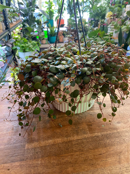 Peperomia Pepperspot 155mm hanging basket