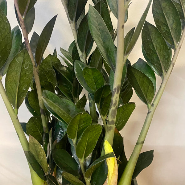 Zamioculcas Jungle Warrior 170mm