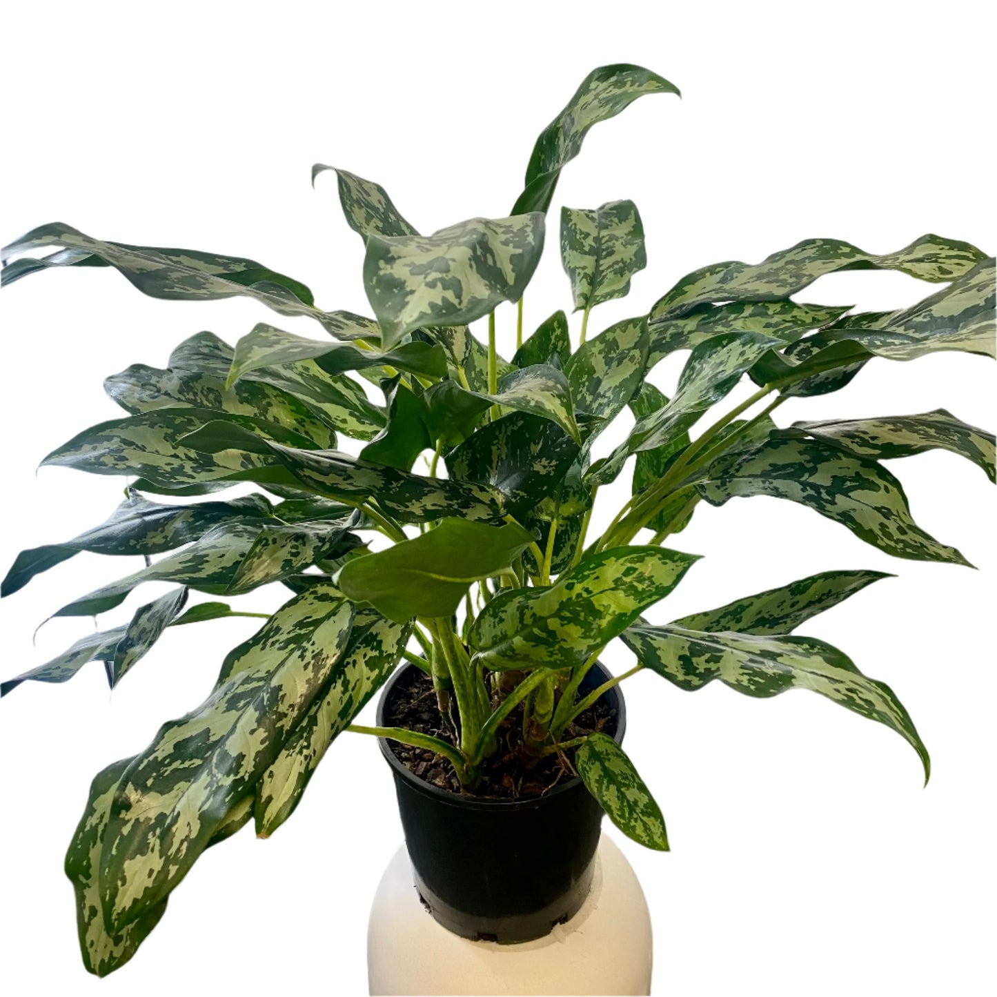 Aglaonema Emerald Beauty 200cm Pot