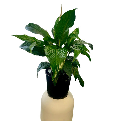 Peace Lily / Spathiphyllum 200mm