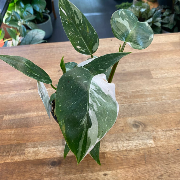 Philodendron White Princess 130mm