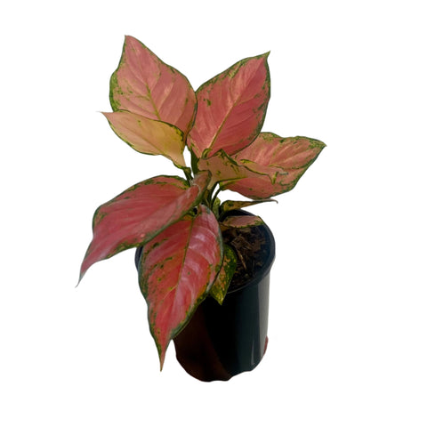 Aglaonema 'Lady Valentine' 140mm