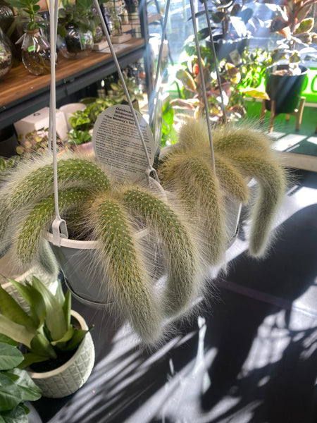 Monkey Tail Cactus