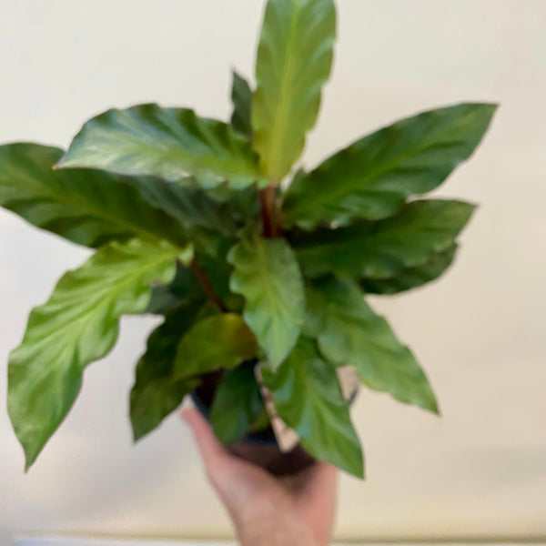 Calathea Rufibarba Furry Feather 130mm