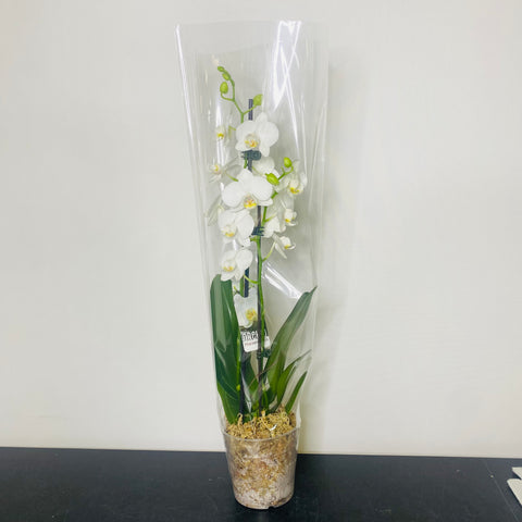 Phalaenopsis Orchid White Double Stem - Full Bloom 120mm