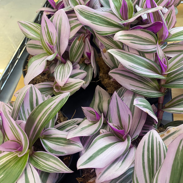 Tradescantia Nanouk PBR 120mm