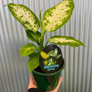 Dieffenbachia Hybrids 130mm