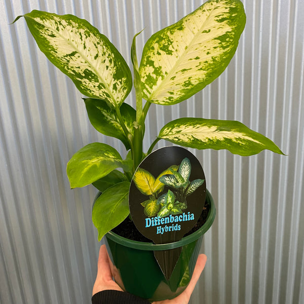 Dieffenbachia Hybrids 130mm