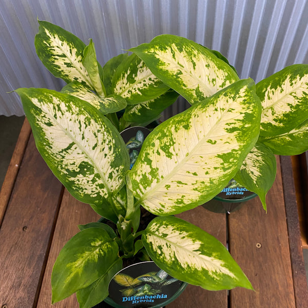 Dieffenbachia Hybrids 130mm