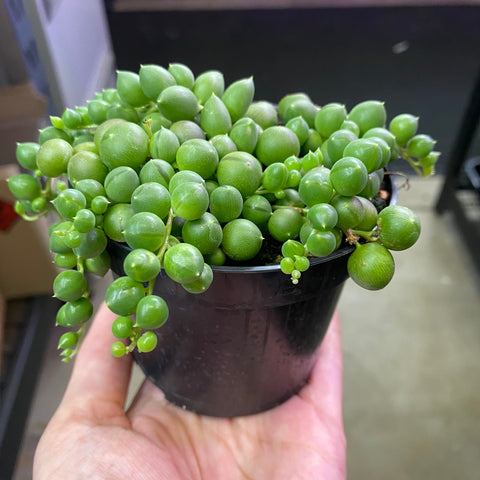 String of Pearls 10cms