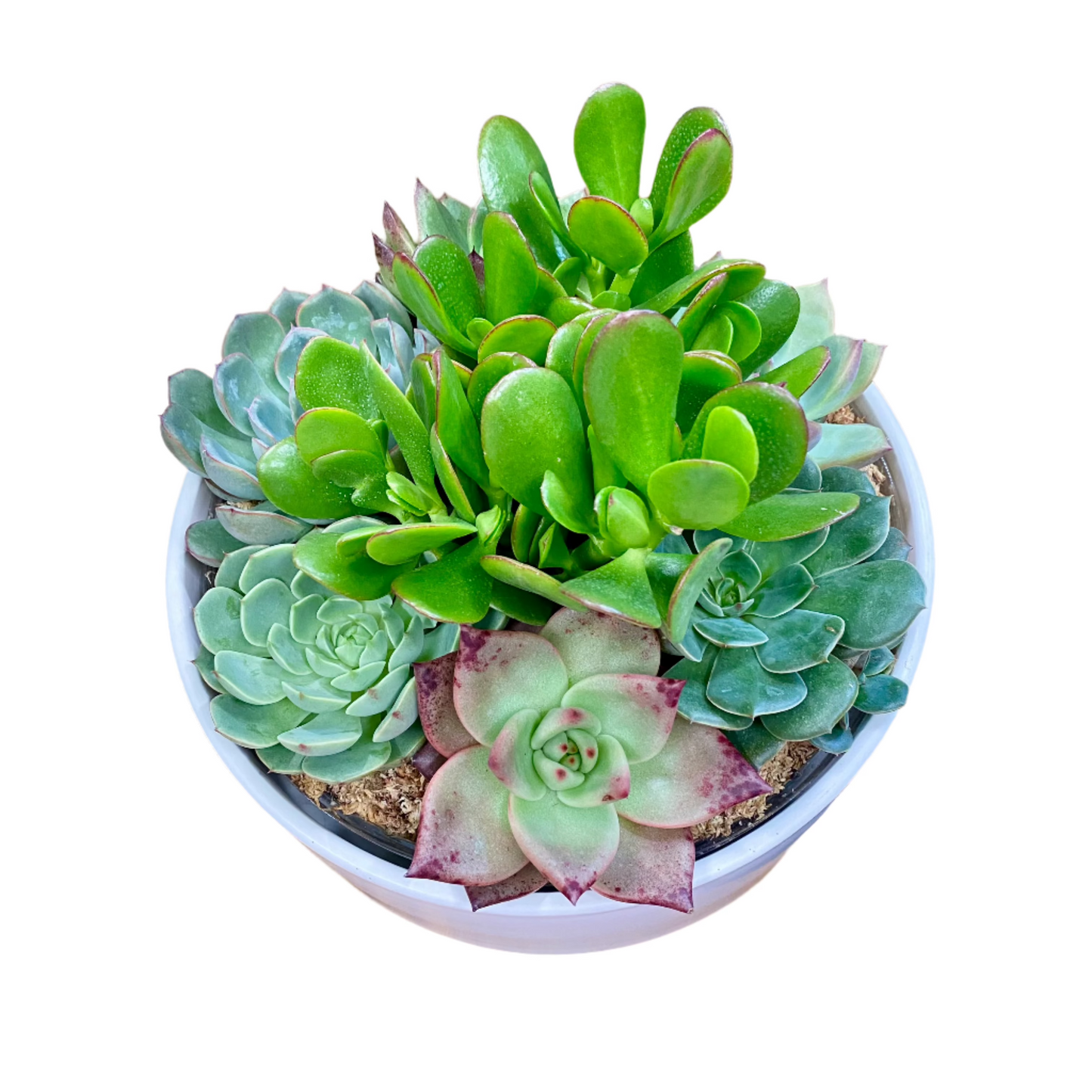 Succulent Garden ceramic Cylinder 230mm - White
