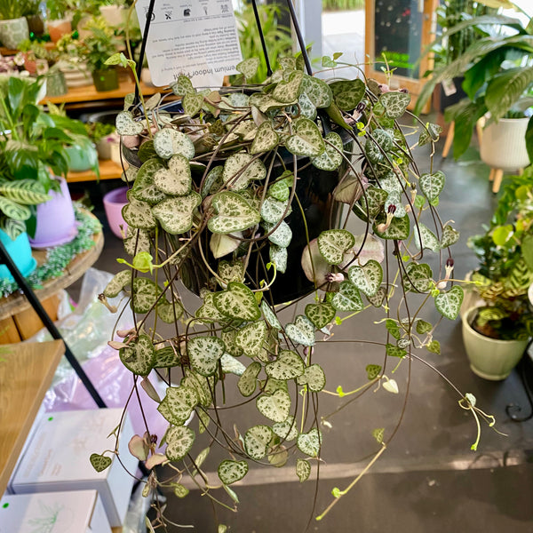 Ceropegia woodii Chain of Hearts 150mm Hanging