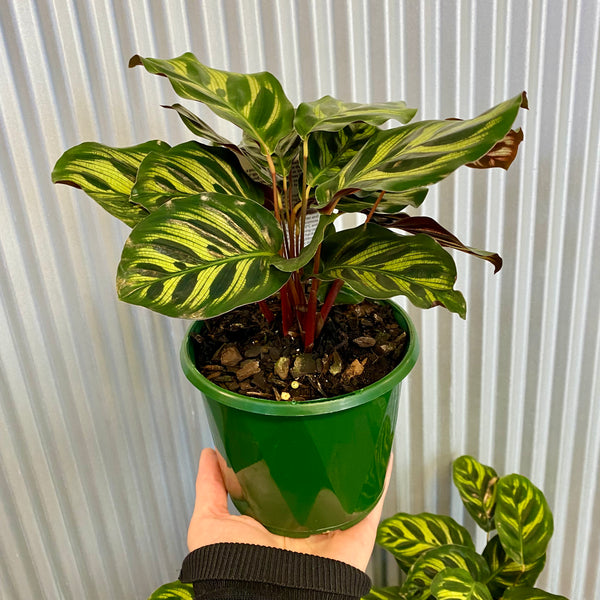 Calathea Makoyana 130mm