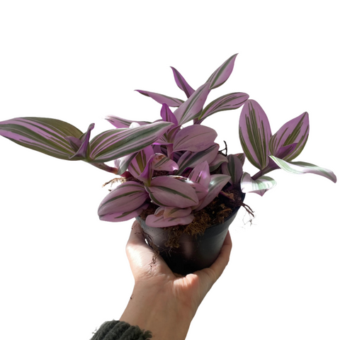 Tradescantia Nanouk PBR 120mm