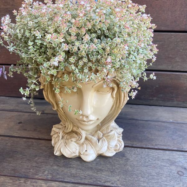 Grecian Head Planter with plant
