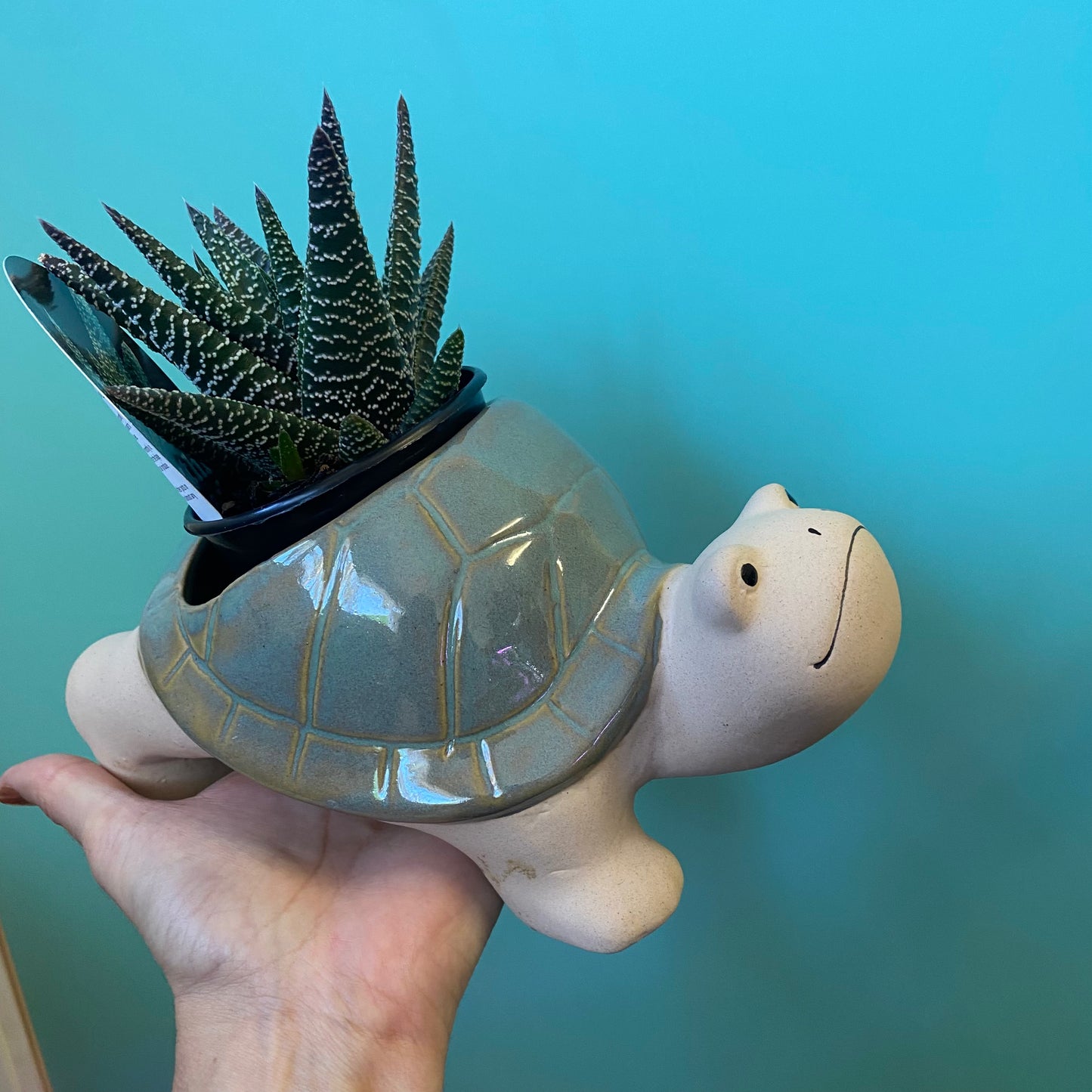 Turtle Planter Pot Hanger Sage 21cm