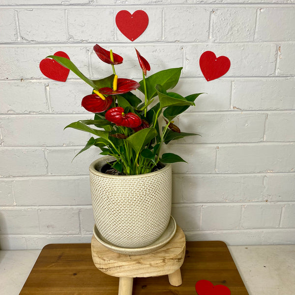 Anthurium in Ivory Pot with Saucer