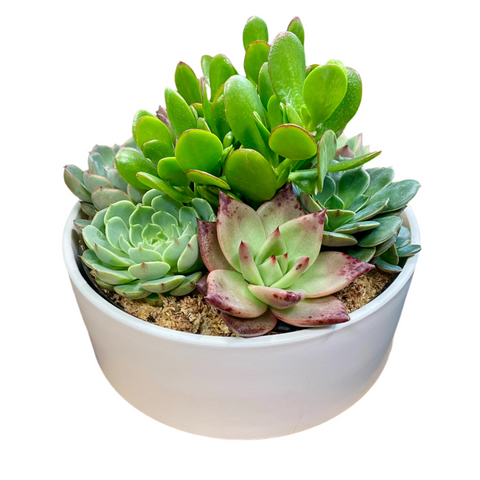 Succulent Garden ceramic Cylinder 230mm - White
